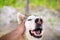 Selfie portrait Husky dog with a smile