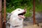 Selfie portrait Husky dog with a smile