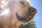 Selfie-style social media photo of a golden retriever dog with lens flare