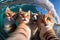 Selfie of three cats in the water. The cat is looking at the camera