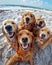 selfie time capsule, ultra realistic, different breeds of animals smiling at the camera,sandy beach,