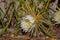 Selinicereus Peteranthus, Moonlight Cactus Flower