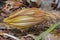 Selinicereus Peteranthus, Moonlight Cactus Flower Bud