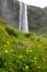Seljalandsfoss waterfall and meadow flowers, Iceland