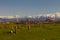 Seljuk Cemetery of Ahlat, the tombstones of medieval islamic notables.