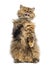 Selkirk Rex, 5 months old, standing on hind legs and reaching, licking