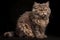 Selkirk Rex cat - Originated in the United States (Generative AI)