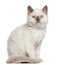 Selkirk Rex kitten, 11 months old, sitting