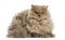 Selkirk rex lying, looking at the camera,