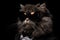 Selkirk Rex In Suit And Virtual Reality On Black Background