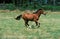 Selle Francais Horse, Adult Galloping through Meadow