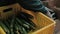 Seller lay out Greenhouse cucumbers in cardboard box for sale supermarket.