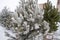Selling snowy young pine trees by New Year `s Eve on the streets of the city