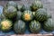 Selling watermelons at the grocery market. Lots of ripe watermelons.