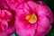 Selrcted garden camellia flower
