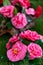 Selrcted garden camellia flower