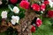 Selrcted garden camellia flower