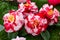 Selrcted garden camellia flower