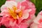 Selrcted garden camellia flower