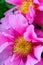 Selrcted garden camellia flower