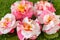 Selrcted garden camellia flower