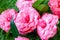 Selrcted garden camellia flower