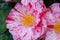 Selrcted garden camellia flower