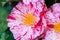 Selrcted garden camellia flower