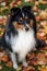 Seltie Shetland Sheepdogh autumn portrait