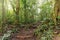 Selva Negra mixed tropical forest, Nicaragua