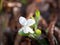 Selvatic white flower with drops of water