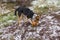 Semale dog fighting with Basenji male dog while playing outdoors on an autumnal ground