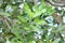 Semecarpus coriacea, Semecarpus coriacea is a species of plant in the family Anacardiaceae. It is endemic to Sri Lanka.
