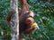 The Semenggoh Nature Reserve outside of Kuching, Malaysia, is one of the best places to see wild orangutans