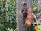 The Semenggoh Nature Reserve outside of Kuching, Malaysia, is one of the best places to see wild orangutans