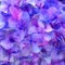 Semi Abstract Hydrangea Photo, Oil Painting Style