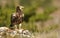 Semi-adult Egyptian vulture in Soria lands