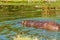 The Semi-Aquatic Hippopotamus Wallowing In A Swamp