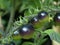 Semi-black Tomatoes