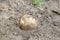 Semi buried a pigskin poison puffball