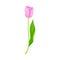 Semi-closed Purple Tulip Flower Bud on Green Erect Stem with Blade Vector Illustration