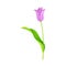 Semi-closed Purple Tulip Flower Bud on Green Erect Stem with Blade Vector Illustration