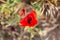 Semi-closed red poppy flower in a field close-up on a blurred background. Horizontal orientation.