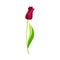 Semi-closed Red Tulip Flower Bud on Green Erect Stem with Blade Vector Illustration