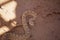 Semi Coiled Rattle Snake Alert on Sand