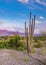 Semi-domesticated cactus in the Negev desert near Eilat, Israel