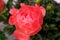 Semi-double blooms peony Coral Sunset coral pink color, lactiflora closeup