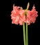 Semi-double hippeastrum amaryllis Ballerina on a black background