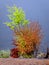 Semi dried, tree with multi colored leaves during summer season on a river bank