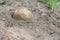 Semi dug out a common earthball